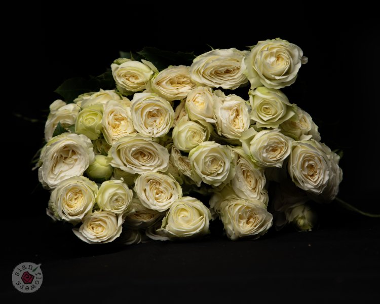 Pink Roses